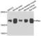 HRas Proto-Oncogene, GTPase antibody, LS-B15479, Lifespan Biosciences, Western Blot image 