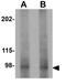 Pleckstrin Homology Domain Containing M3 antibody, GTX85229, GeneTex, Western Blot image 