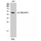 C-X-C Motif Chemokine Receptor 2 antibody, LS-C381535, Lifespan Biosciences, Western Blot image 