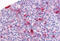 APE antibody, MBS247323, MyBioSource, Immunohistochemistry frozen image 