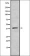 Pepsin A antibody, orb337387, Biorbyt, Western Blot image 