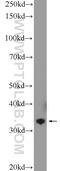 Fructosamine 3 Kinase Related Protein antibody, 16312-1-AP, Proteintech Group, Western Blot image 