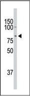 Serine/threonine-protein kinase DCLK1 antibody, AP13898PU-N, Origene, Western Blot image 