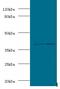 Alcohol Dehydrogenase 5 (Class III), Chi Polypeptide antibody, LS-C318031, Lifespan Biosciences, Western Blot image 