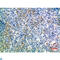 Sialic acid-binding Ig-like lectin 6 antibody, LS-C813808, Lifespan Biosciences, Immunohistochemistry paraffin image 