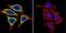 Heat Shock Protein 90 Beta Family Member 1 antibody, MA3-016, Invitrogen Antibodies, Immunofluorescence image 