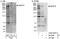 Microtubule Associated Serine/Threonine Kinase Family Member 4 antibody, A302-397A, Bethyl Labs, Immunoprecipitation image 