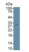 CD38 Molecule antibody, LS-C699158, Lifespan Biosciences, Western Blot image 