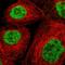 Sperm Associated Antigen 7 antibody, HPA024032, Atlas Antibodies, Immunofluorescence image 