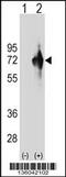 Kelch Domain Containing 4 antibody, 58-547, ProSci, Western Blot image 