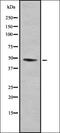 C-Terminal Binding Protein 2 antibody, orb337444, Biorbyt, Western Blot image 
