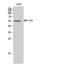 Mitochondrial Ribosomal Protein S30 antibody, A10227S30, Boster Biological Technology, Western Blot image 