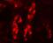 Glycerophosphodiester Phosphodiesterase Domain Containing 5 antibody, A10116, Boster Biological Technology, Immunofluorescence image 