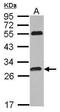 Phosphatidylinositol Transfer Protein Cytoplasmic 1 antibody, PA5-30508, Invitrogen Antibodies, Western Blot image 