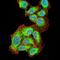 G Protein Subunit Alpha 15 antibody, orb156987, Biorbyt, Immunofluorescence image 