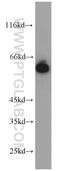 Golgi Reassembly Stacking Protein 2 antibody, 10598-1-AP, Proteintech Group, Western Blot image 