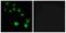 Vomeronasal 1 Receptor 4 antibody, A15094, Boster Biological Technology, Immunohistochemistry paraffin image 