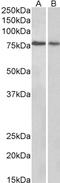 Tripartite Motif Containing 3 antibody, LS-B2870, Lifespan Biosciences, Western Blot image 