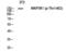 Mitogen-Activated Protein Kinase Kinase Kinase 1 antibody, PA5-40268, Invitrogen Antibodies, Western Blot image 