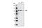 Janus Kinase 3 antibody, 5481S, Cell Signaling Technology, Western Blot image 