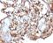 Melanoma Cell Adhesion Molecule antibody, 33-973, ProSci, Immunohistochemistry paraffin image 