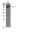 Heat Shock Protein Family A (Hsp70) Member 5 antibody, STJ98969, St John