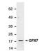 Glutathione Peroxidase 6 antibody, MA1-23306, Invitrogen Antibodies, Western Blot image 