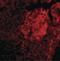 Interleukin 23 Subunit Alpha antibody, LS-B573, Lifespan Biosciences, Immunofluorescence image 