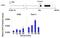 SPT16 Homolog, Facilitates Chromatin Remodeling Subunit antibody, PA1-12697, Invitrogen Antibodies, Chromatin Immunoprecipitation image 