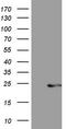 Centrin 3 antibody, TA805892S, Origene, Western Blot image 