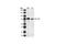 Phosphoinositide-3-Kinase Regulatory Subunit 1 antibody, 4292S, Cell Signaling Technology, Western Blot image 