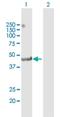 Tripartite Motif Containing 14 antibody, H00009830-D01P, Novus Biologicals, Western Blot image 