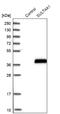 Sulfotransferase 4A1 antibody, NBP1-81770, Novus Biologicals, Western Blot image 