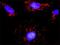Rac/Cdc42 Guanine Nucleotide Exchange Factor 6 antibody, H00009459-M02, Novus Biologicals, Proximity Ligation Assay image 