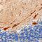 Sacsin antibody, AF8014, R&D Systems, Immunohistochemistry paraffin image 