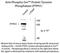 Protein Tyrosine Phosphatase Non-Receptor Type 3 antibody, NBP2-29518, Novus Biologicals, Western Blot image 