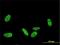 PRKR Interacting Protein 1 antibody, H00079706-M01, Novus Biologicals, Immunofluorescence image 