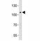 Leucine Rich Repeat Containing G Protein-Coupled Receptor 5 antibody, F40329-0.4ML, NSJ Bioreagents, Western Blot image 