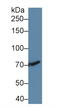 Transforming Growth Factor Beta Receptor 3 antibody, LS-C296771, Lifespan Biosciences, Western Blot image 