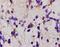 Macrophage Scavenger Receptor 1 antibody, orb100585, Biorbyt, Immunohistochemistry paraffin image 