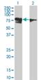 RUNX1 Partner Transcriptional Co-Repressor 1 antibody, H00000862-M01, Novus Biologicals, Western Blot image 