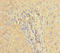 PAR-1 antibody, A62526-100, Epigentek, Immunohistochemistry paraffin image 
