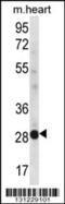 Non-Specific Cytotoxic Cell Receptor Protein 1 Homolog (Zebrafish) antibody, 56-470, ProSci, Western Blot image 