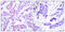 ATF4 antibody, LS-C118054, Lifespan Biosciences, Immunohistochemistry paraffin image 