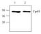 CYR61 antibody, AP00299PU-N, Origene, Western Blot image 