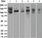 LDL Receptor Related Protein 8 antibody, ab108208, Abcam, Western Blot image 