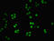Nicotinamide Nucleotide Adenylyltransferase 1 antibody, orb39887, Biorbyt, Immunofluorescence image 