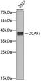 DDB1 And CUL4 Associated Factor 7 antibody, GTX33146, GeneTex, Western Blot image 