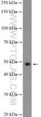 MYC Associated Zinc Finger Protein antibody, 21068-1-AP, Proteintech Group, Western Blot image 