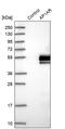 Adaptor Related Protein Complex 1 Associated Regulatory Protein antibody, PA5-57436, Invitrogen Antibodies, Western Blot image 